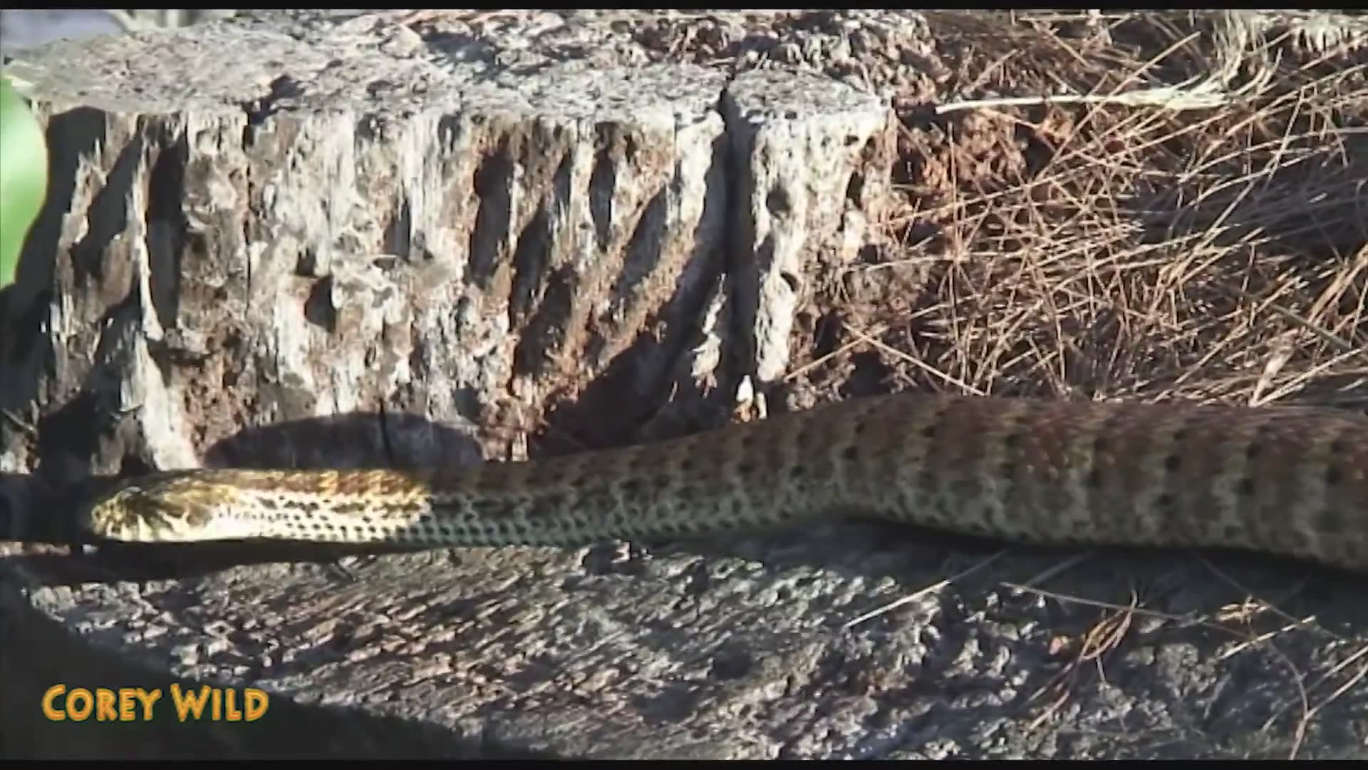 Documenting Australian death adder behavior