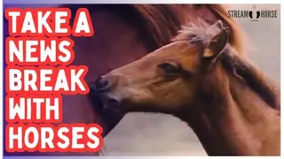 10 Minutes Away From the News 😌🐎🌿 Horses, Nature & a Mental Reset