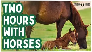 2 Hours of Horses in Nature for Focus & Calm 🐎😊 Relaxing Background Video