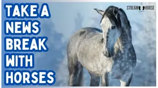 Turn Off the News, Feel Calm Again 🐎😌 10 Minutes with Horses