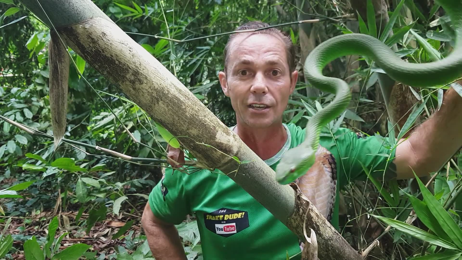 Understanding green pit viper venom nature