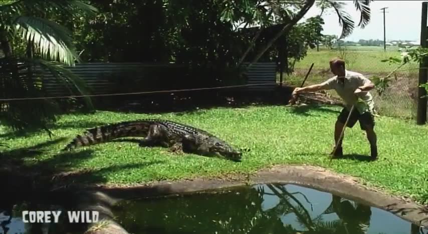 Meeting real-life Australian crocodile experts