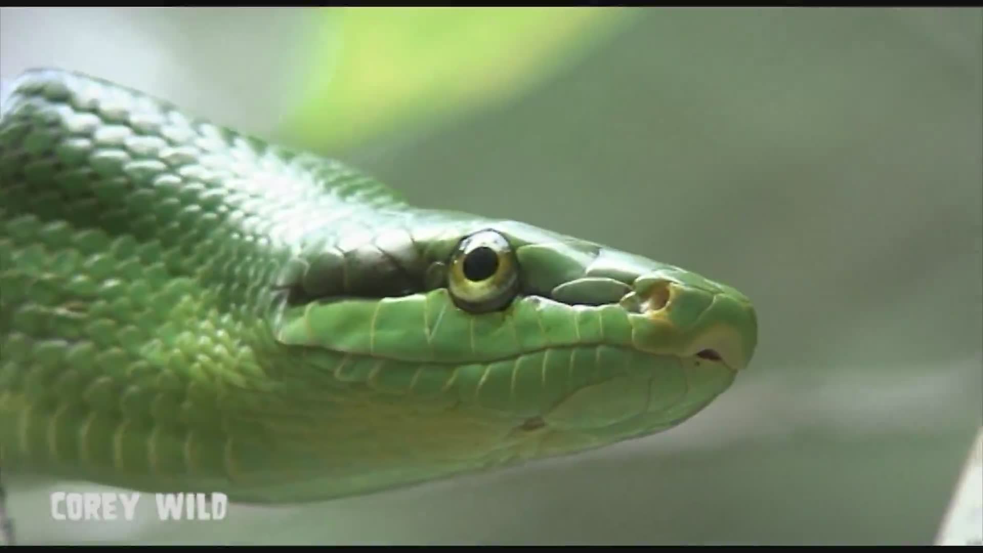 Ranking globally most lethal reptiles