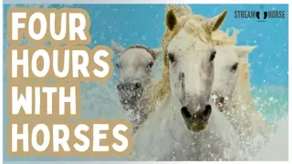 4 Hours of Equine Therapy 🐎🧠 Calm Your Mind, Reset Emotions & Find Balance