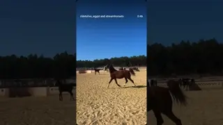 Daily playtime, freedom and hours of energy well spent 🔥🐎📍 Hurghada with Ride to Live Stables