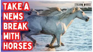 When the World News Feels Heavy: Watch 10 Minutes of Horses to Feel Lighter 🐎😊