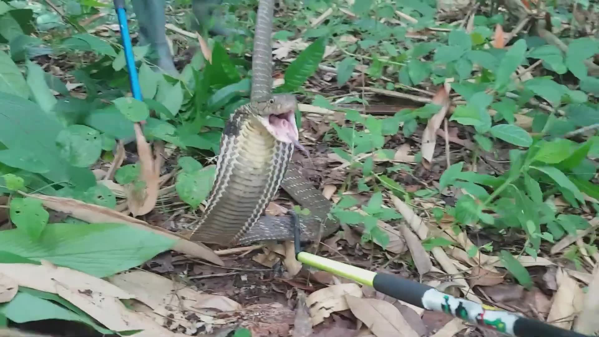 Relocating dangerous king cobra safely