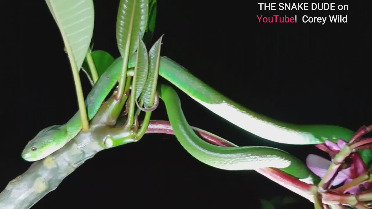 Spectacular emerald green pit viper