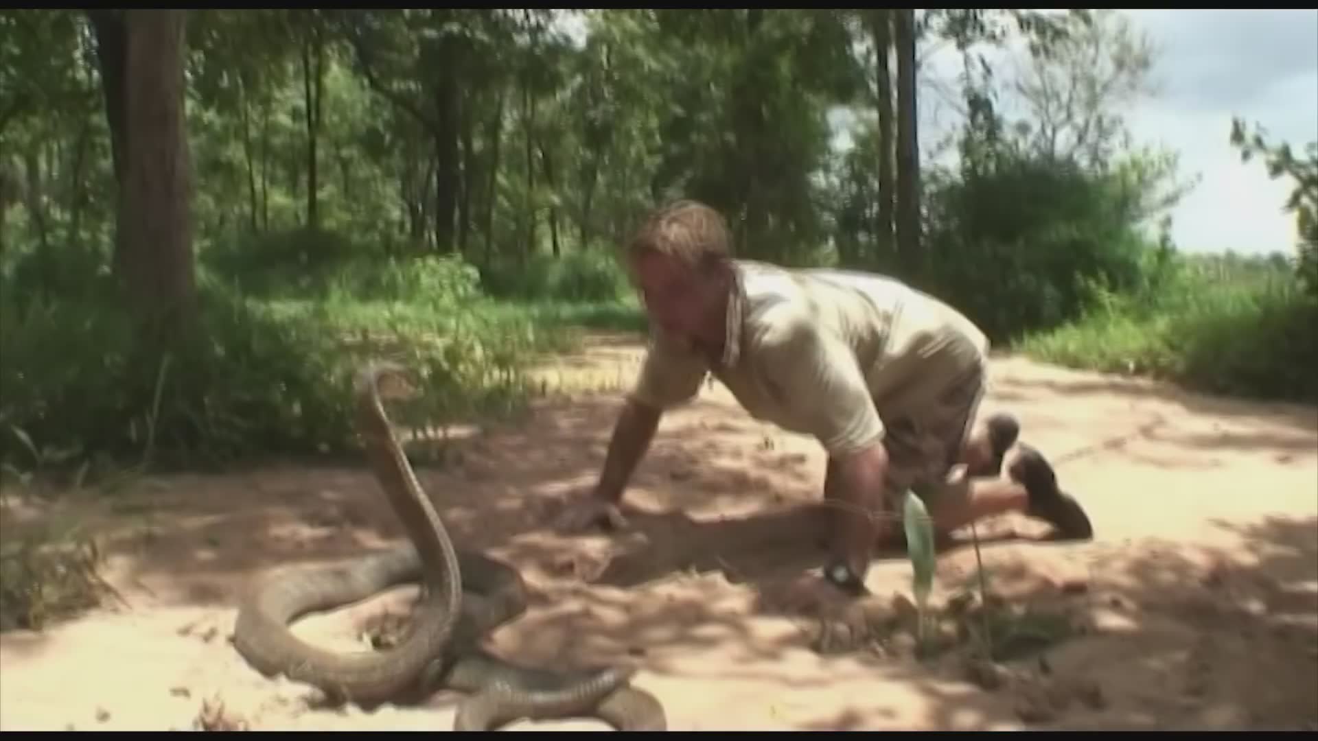 Traditional methods catching large tarantulas