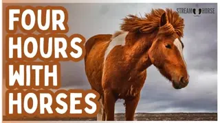 4 Hours of Equine Therapy 🐴🧠 Calm Your Mind, Reset Emotions & Find Balance