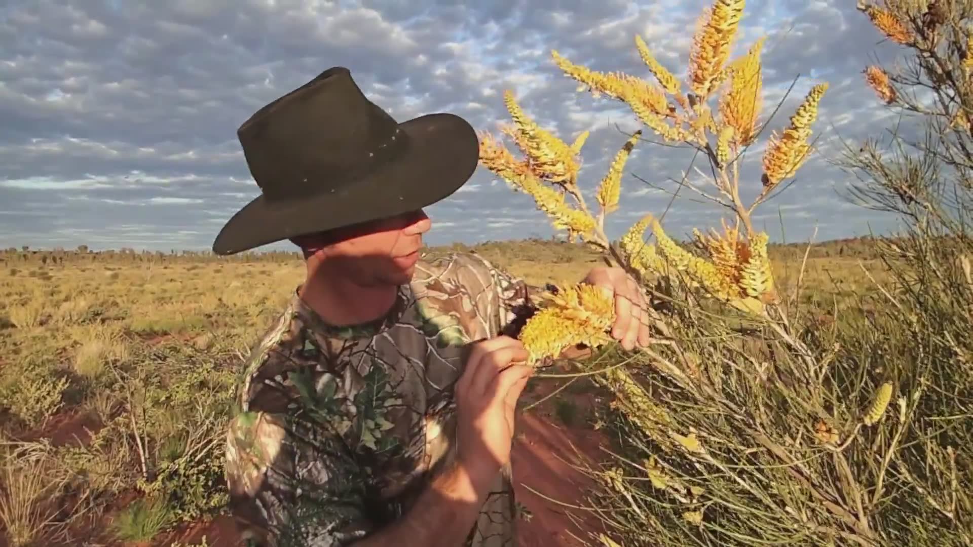 Learning what Australian bushland offers food