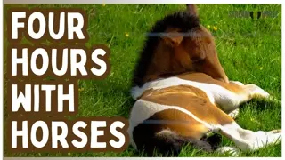 4 Hours of Cute Horses 🐎😊 Pure Joy, Smiles & Feel-Good Moments