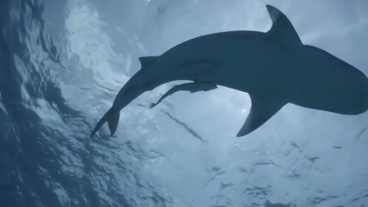 Marine life hazards and safety protocols