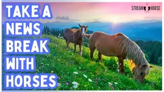 10 Minutes Away from the News Noise 🐎🫏🦓 Horses, Donkeys, Mules & Zebras for Instant Calm