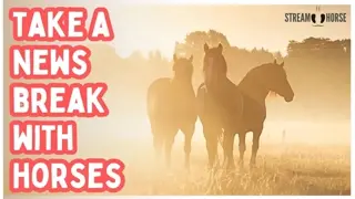 Hey! Your Soul Needs This! 🐎✨ 10 Minutes to Cleanse Yourself from the News & Politics