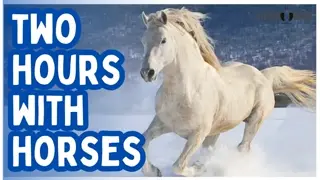 2 Hours of Horses for Humans, Cats & Dogs 🐎🐶🐱 Calm Minds, Happy Paws & Smiles