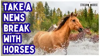 Feeling Overstimulated? 🧠🐎 10 Minutes of Horses & Nature to Feel Normal Again