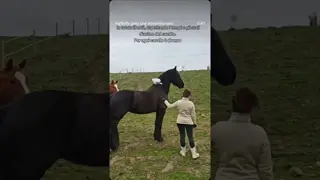 I’ve heard multiple times about people moving away from the horse riding...
