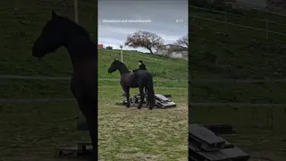 Ha quasi cinque anni. È un Frisone: forte nel corpo, ma ancora più forte nell’anima.