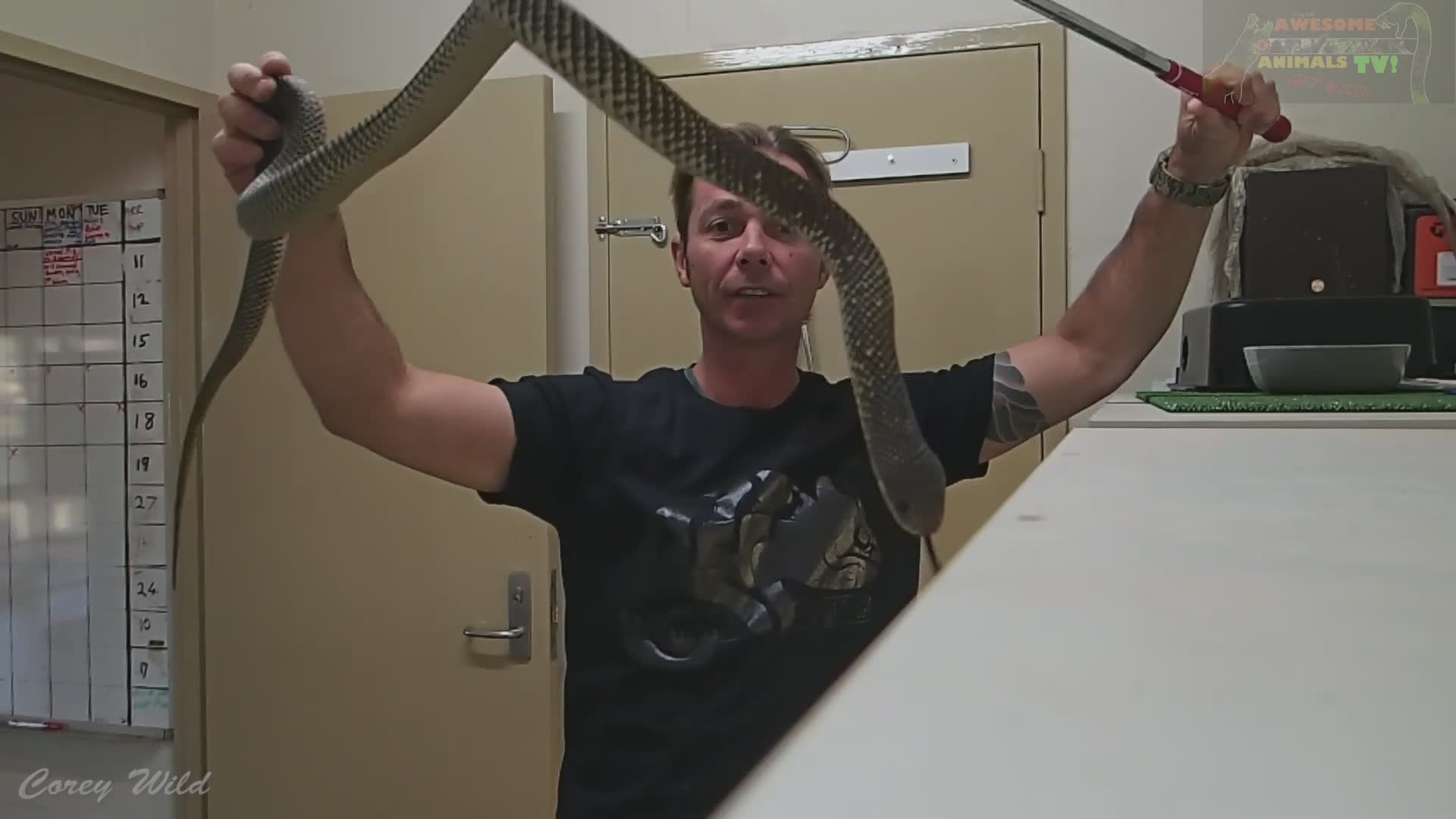 Feeding collection of dangerous snakes