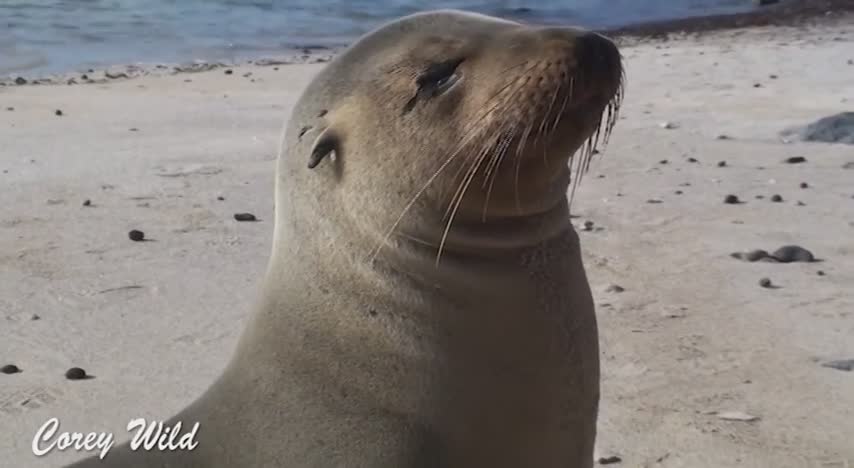 Baby sea lions playing coastal waters