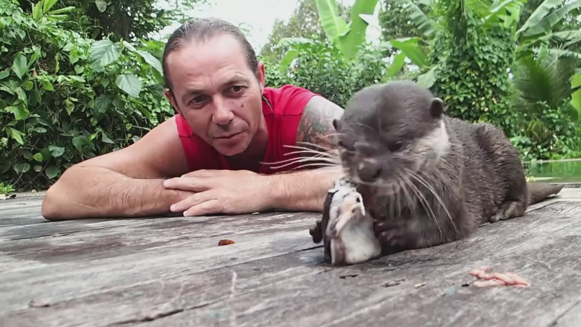 Otters hunting catfish in rivers