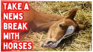 10 Minutes to Reset from the News & Politics 🐎😌 Watch Horses & Relax