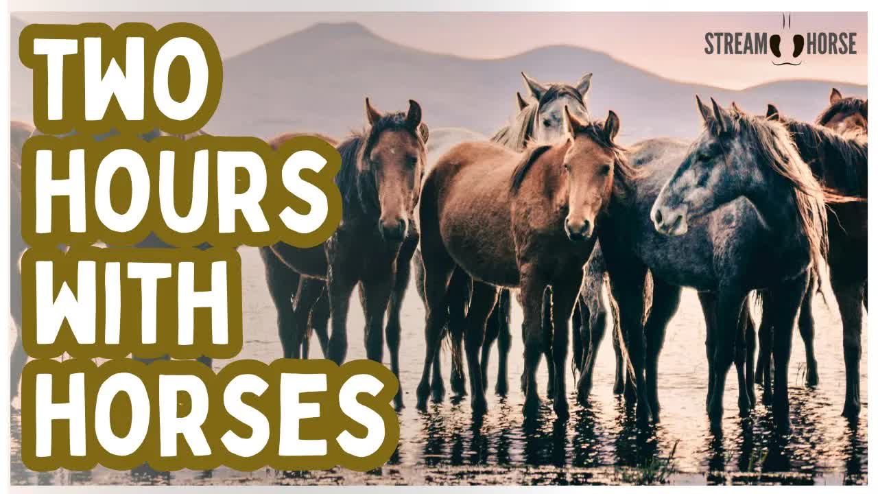 2 Hours of Magical Horses ✨🐎 Healing Energy, Renewal & Inner Balance