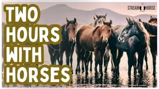 2 Hours of Magical Horses ✨🐎 Healing Energy, Renewal & Inner Balance