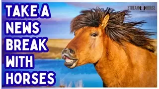 STOP! Have You Had Enough NEWS?! 🛑🐎 Watch These Horses for 10 Minutes