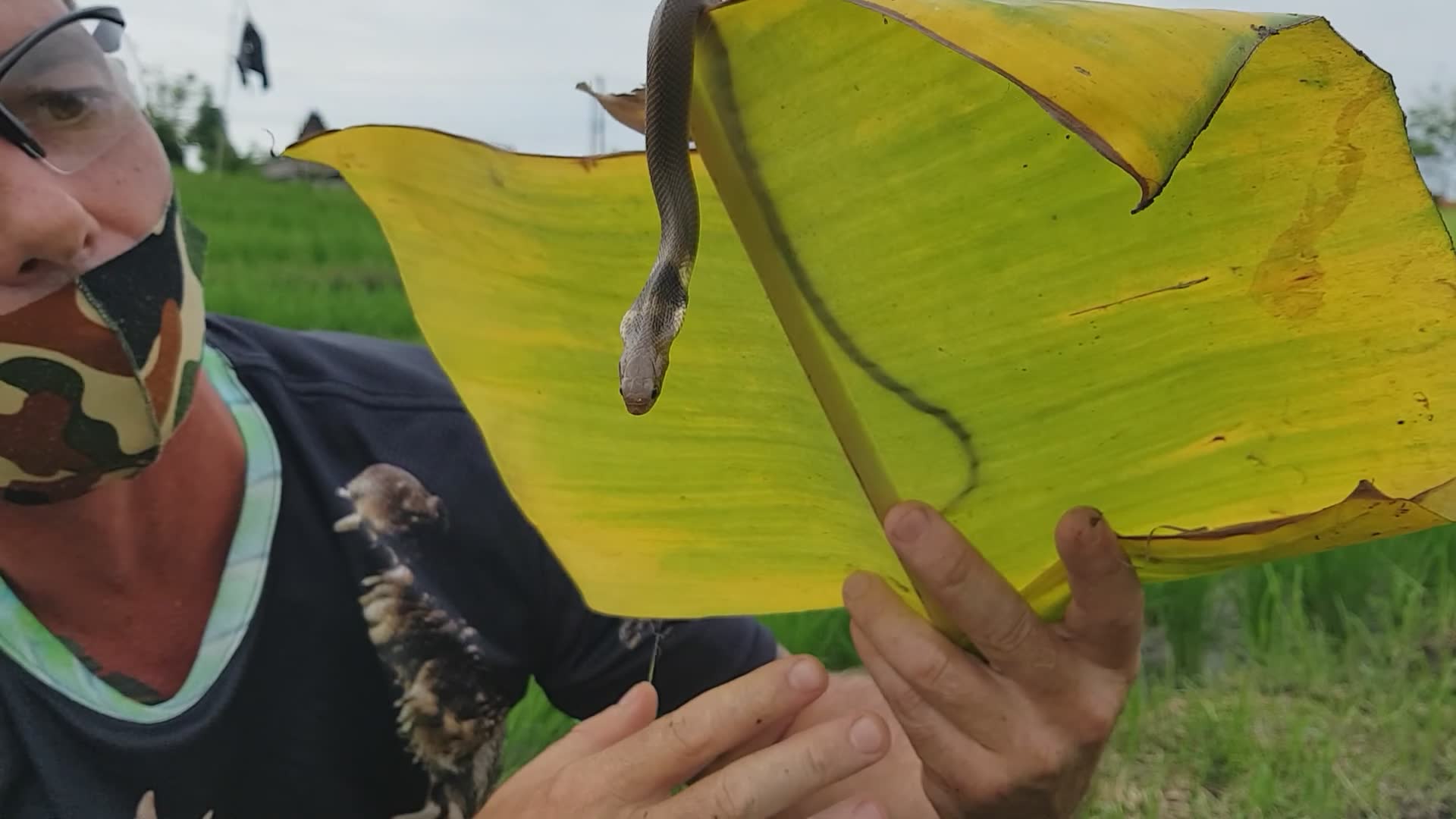 Explaining essential cobra behavior facts
