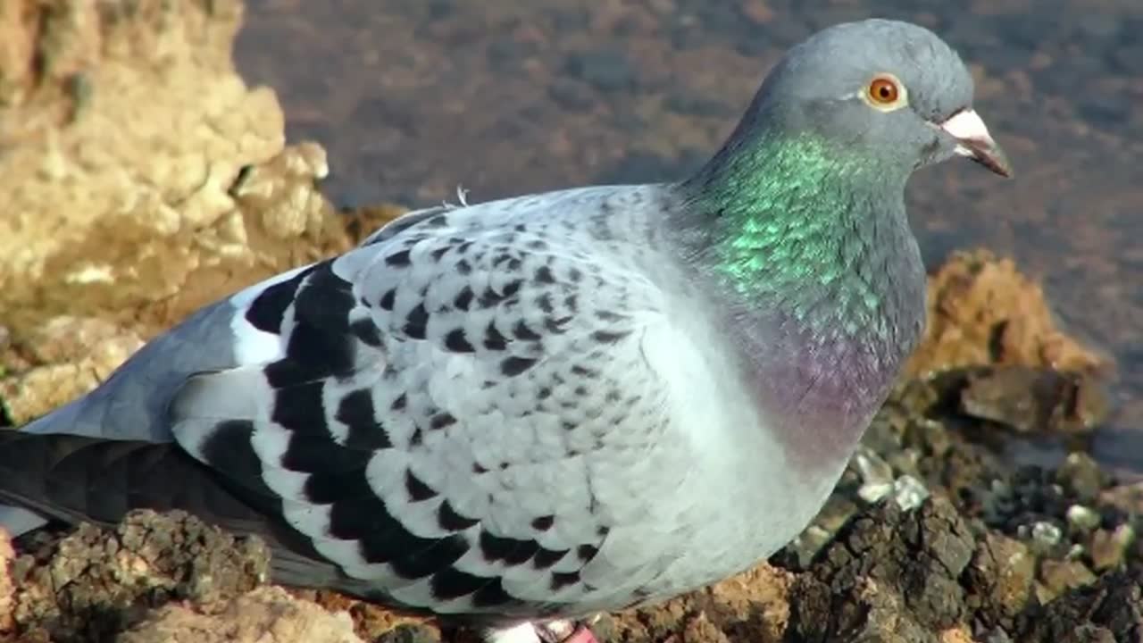 Animals you won't believe went to war