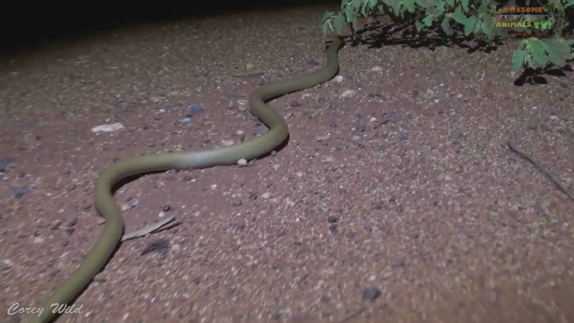Identifying Australia's deadliest snake
