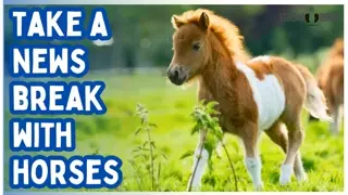 Escape the Headlines & Politics 🌍🐎 10 Minutes of Natural Horse Beauty & Calm