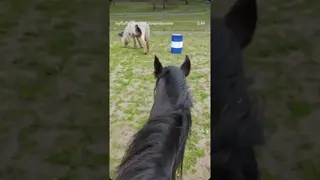 Learning to communicate together ❤️ There is no better feeling than feeling free together 🐴