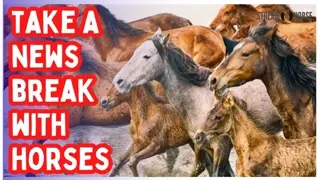 ⚠️ Before You Watch Another News Video - Take 10 Minutes of Horses & Nature 🌿🐎👀