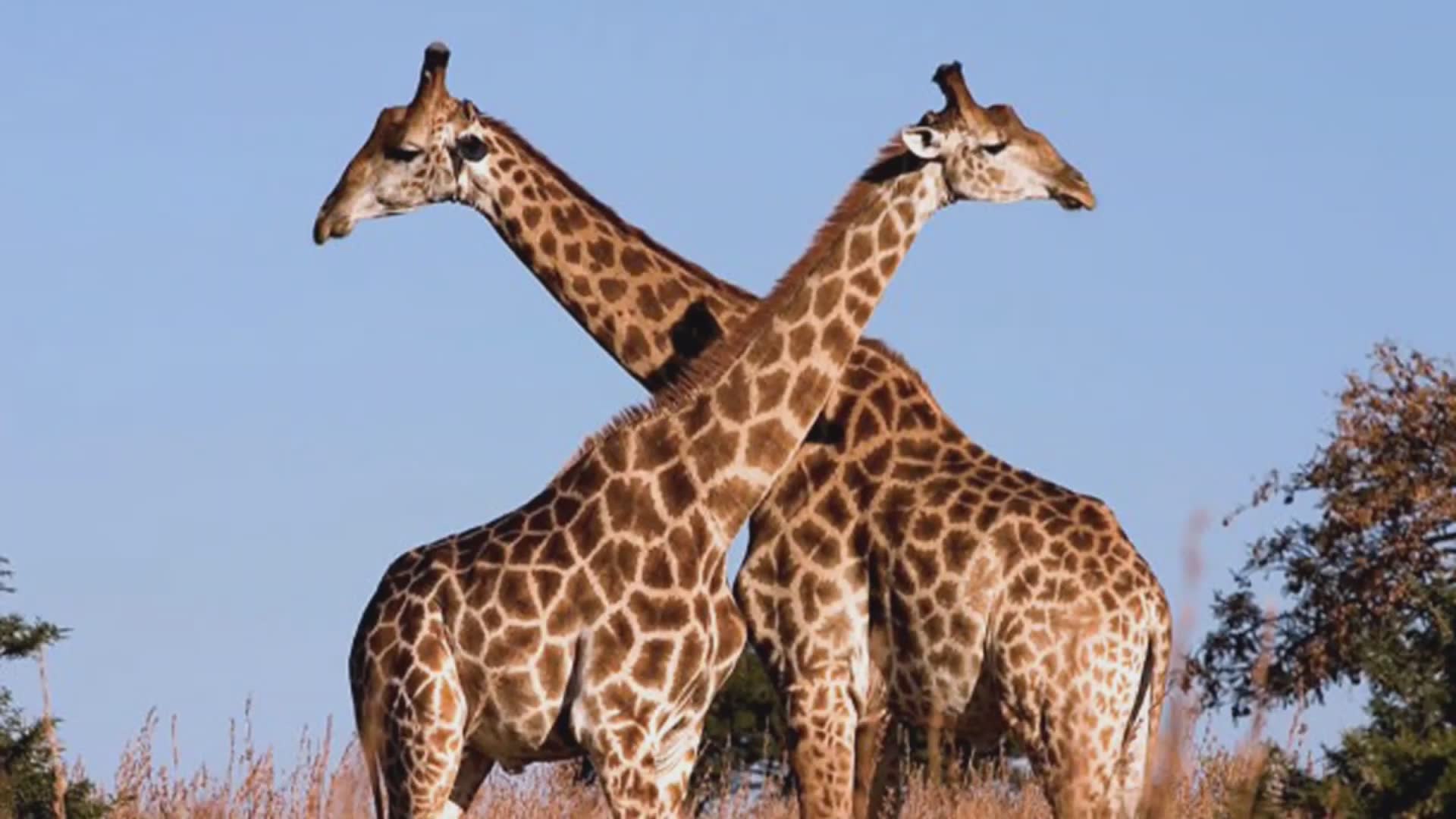 Amazing things you probably didn't know about Africa