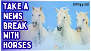 ENOUGH NEWS FOR TODAY 🛑🐎 10 Quiet Minutes with Horses in Nature