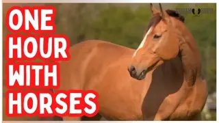 Relaxing Horse Therapy Video — 1 Hour for Study, Mindfulness, and Stress Relief 🙏🐎😊