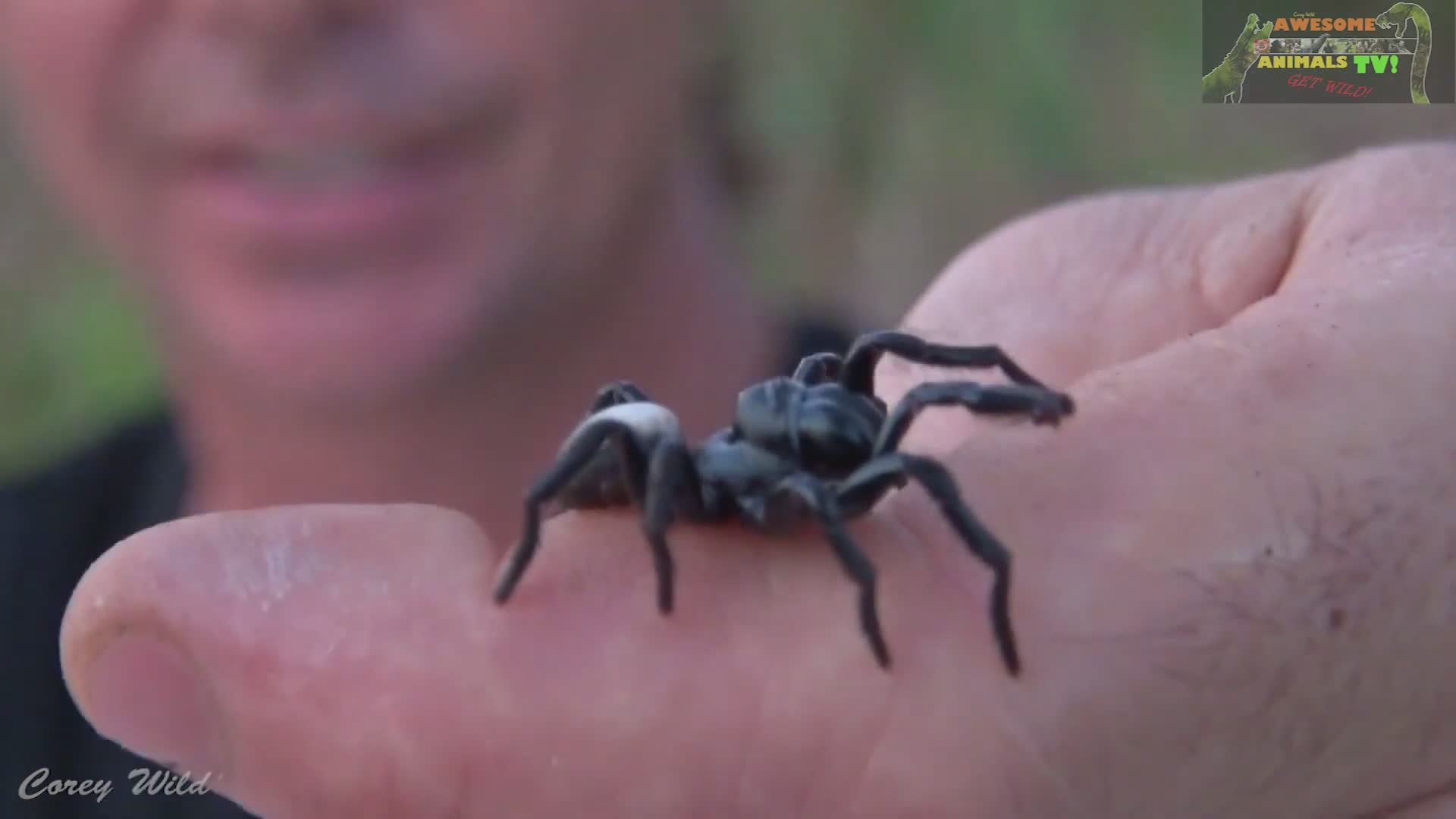 Comparing the deadly venom potency of Australia's most dangerous spider species