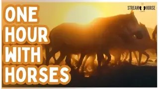 Press Play, Relax, and Watch Horses Flow for an Hour 🐴😍