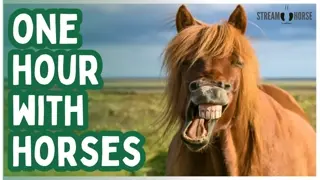 This Is Your Chill Hour 🐎🌍 Cute Horses & Beautiful Landscapes Worldwide