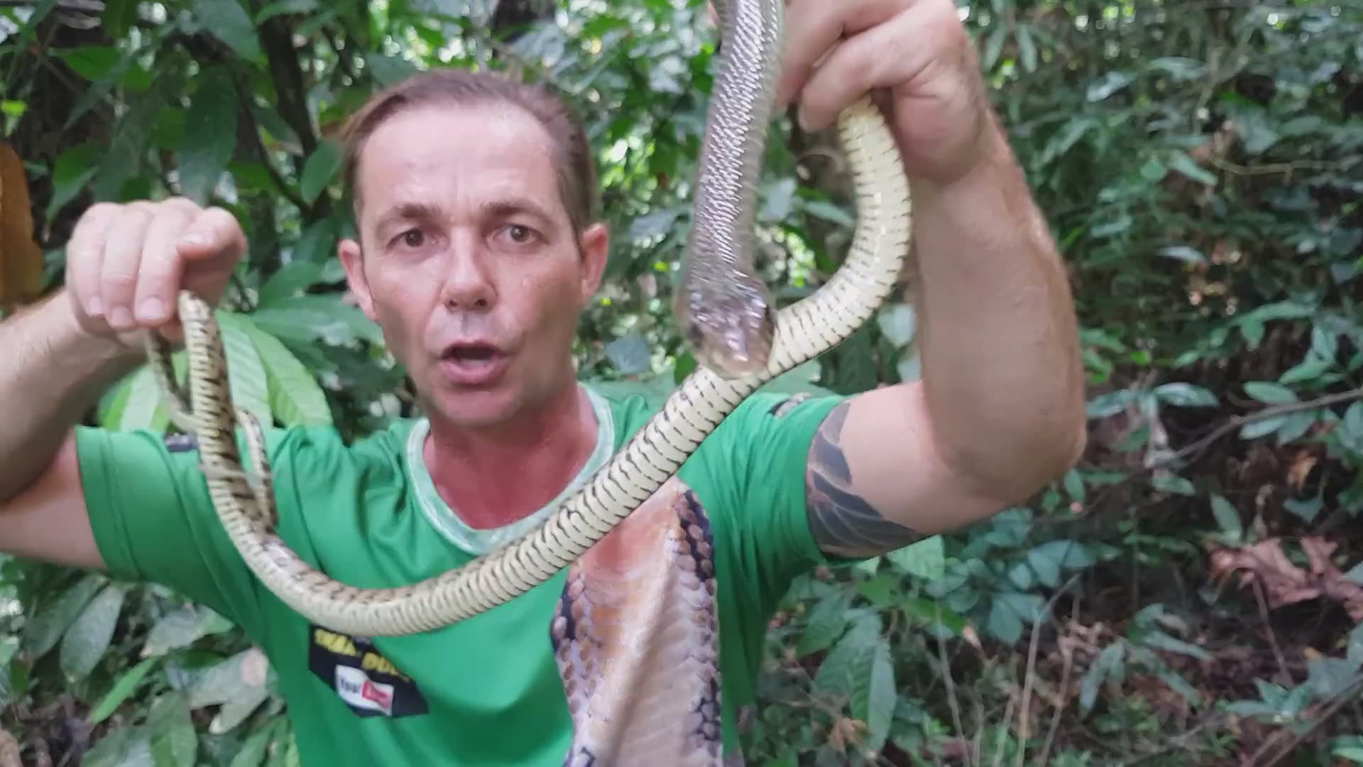Trekking through remote wilderness areas searching for rare snake species