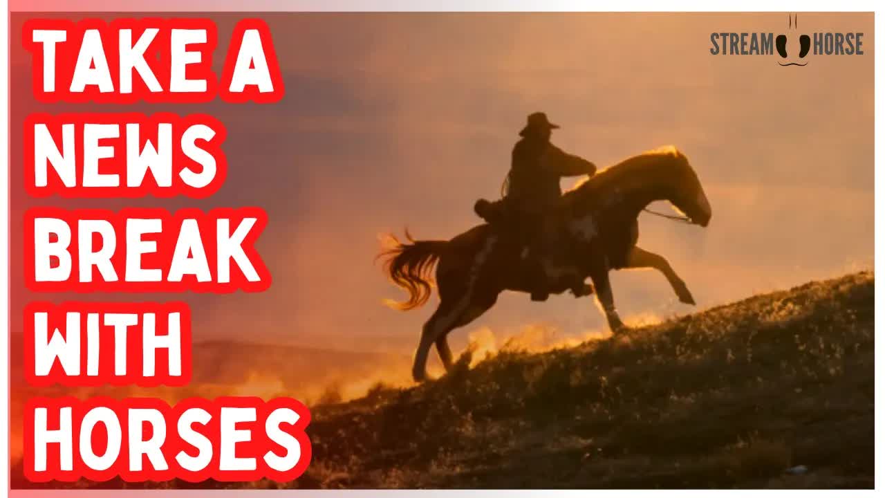 Feeling Overwhelmed by the World News? 🐎😊 Take 10 Minutes With Horses