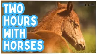 Take a Break from the News & Politics 🐴😍 2 Hours of Cute Horses