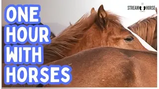 Deep Relaxation with Horses — 1 Hour Stress Relief, Meditation, and ASMR Calm 🧘🐴🤠