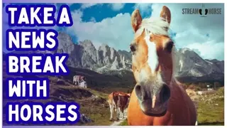 Are You Overloaded by News & Politics? 🐎😌 Take 10 Minutes with Horses for Instant Calming Energy