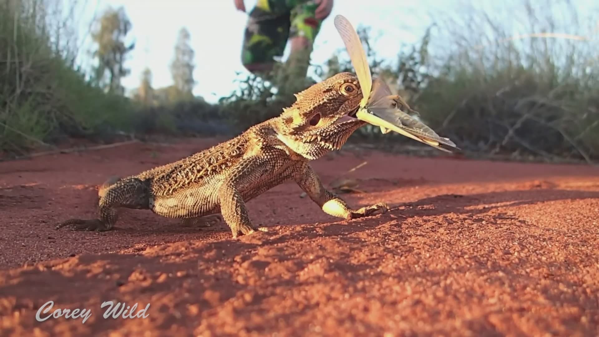 Snake handler working with both venomous cobras and harmless bearded dragons