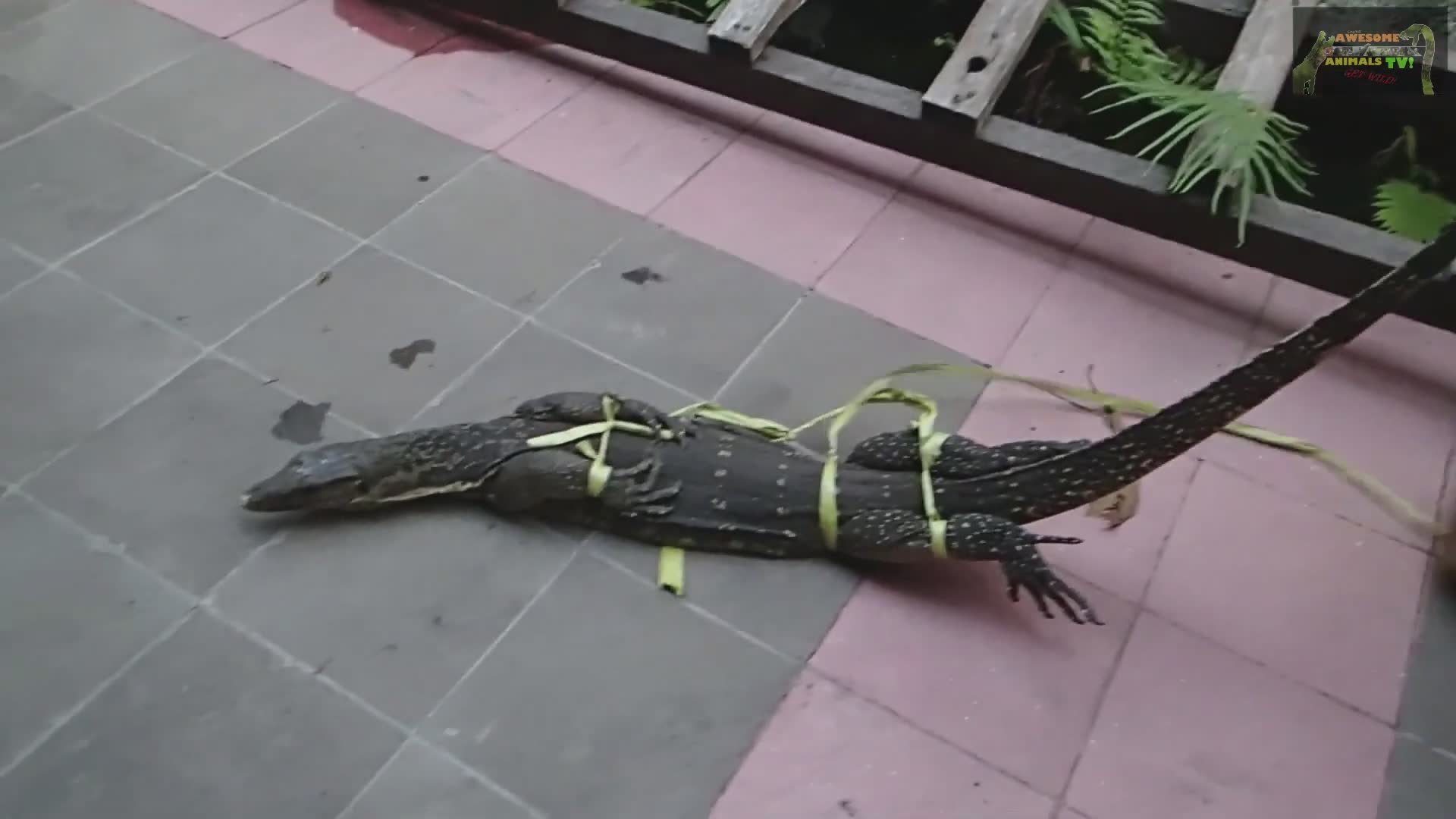Night searches for dangerous reptiles including cobras and monitors in Indonesia