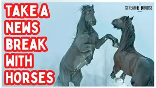 10 Minutes to Feel Better 🚨🐎😌 Calm Break from Stressful News & Politics